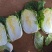 云南精品大白菜，直销全国，欢迎采购