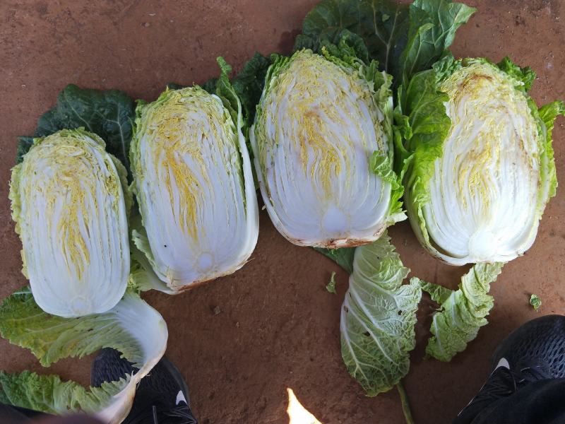 云南精品大白菜，直销全国，欢迎采购