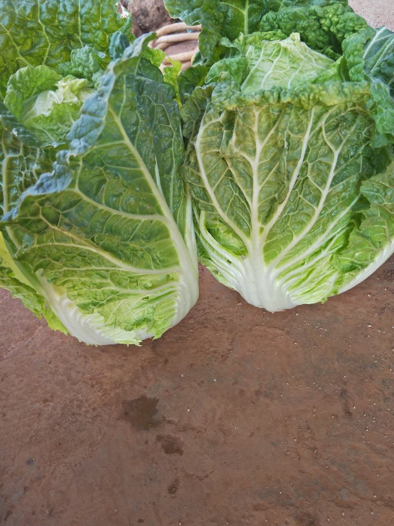 云南精品大白菜，直销全国，欢迎采购