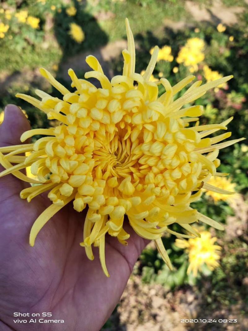 黄山贡菊苗金丝皇菊苗七月大板菊苗陶菊苗婺源皇菊苗