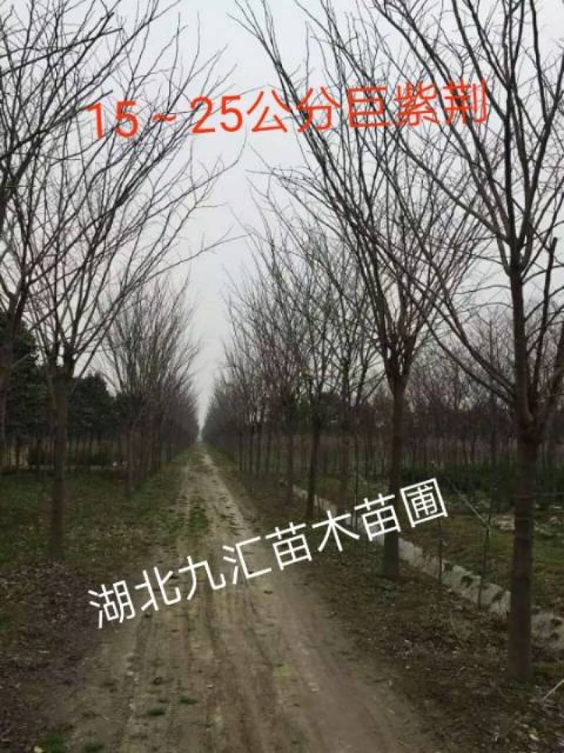 巨紫荆紫荆湖北紫荆洋紫荆加拿大紫荆12～25公分