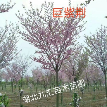 巨紫荆紫荆湖北紫荆洋紫荆加拿大紫荆12~25公分