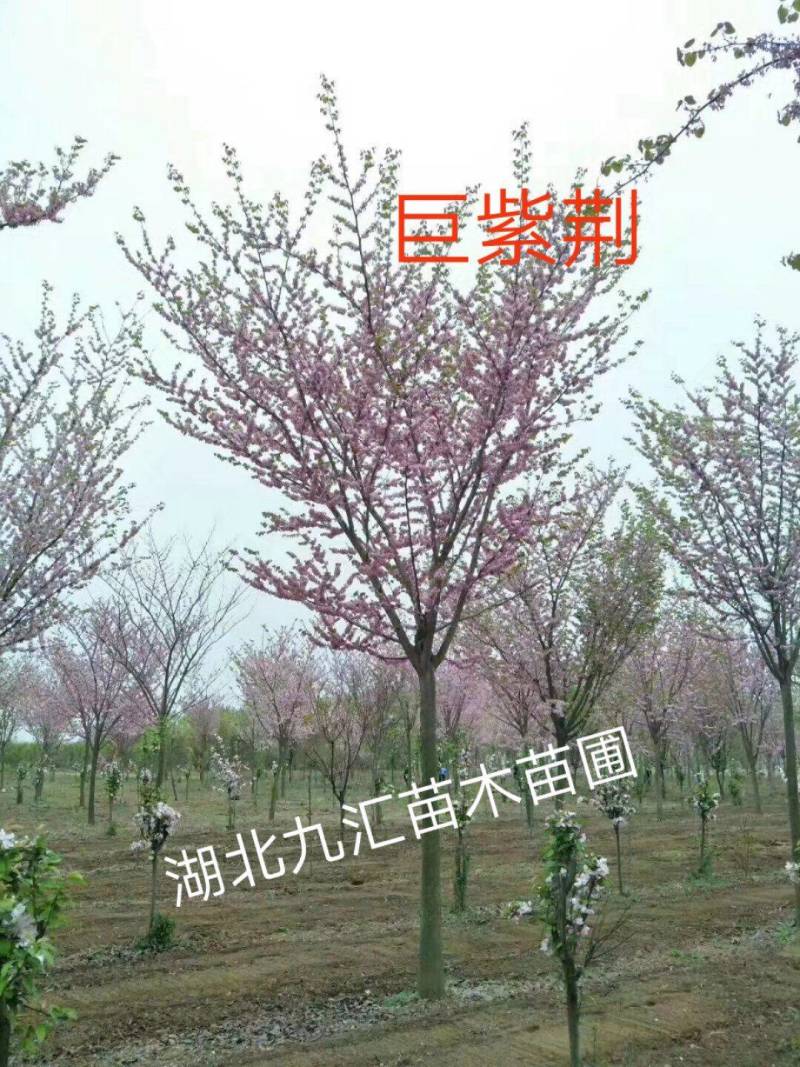 巨紫荆紫荆湖北紫荆洋紫荆加拿大紫荆12～25公分