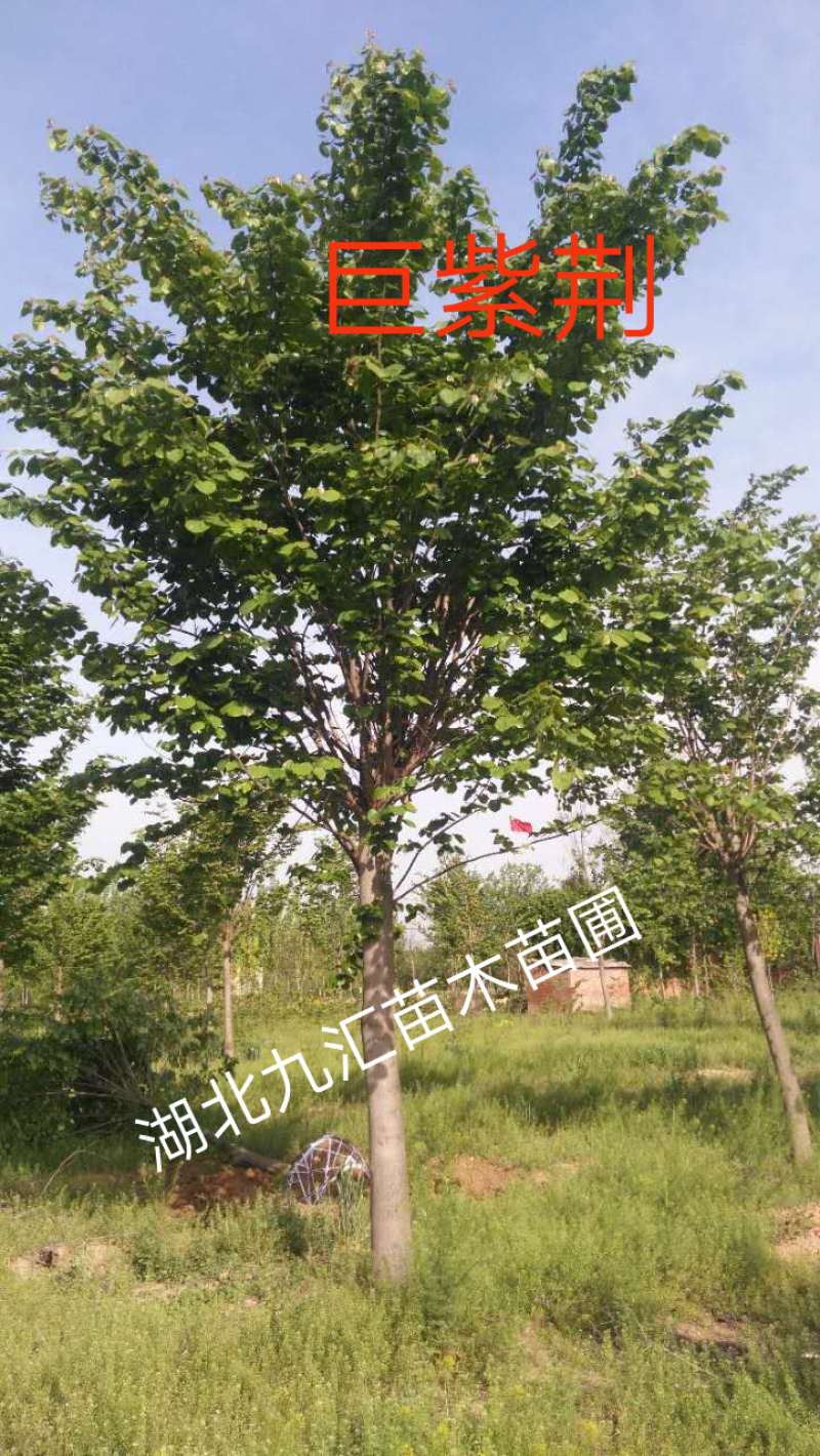 巨紫荆紫荆湖北紫荆洋紫荆加拿大紫荆12～25公分