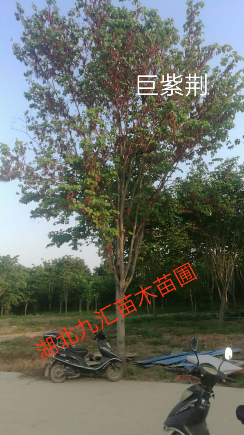 巨紫荆紫荆湖北紫荆洋紫荆加拿大紫荆12～25公分