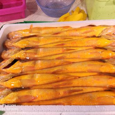 霞浦优质大黄鱼源头产品自产自销（冰鲜，冻品，三去）