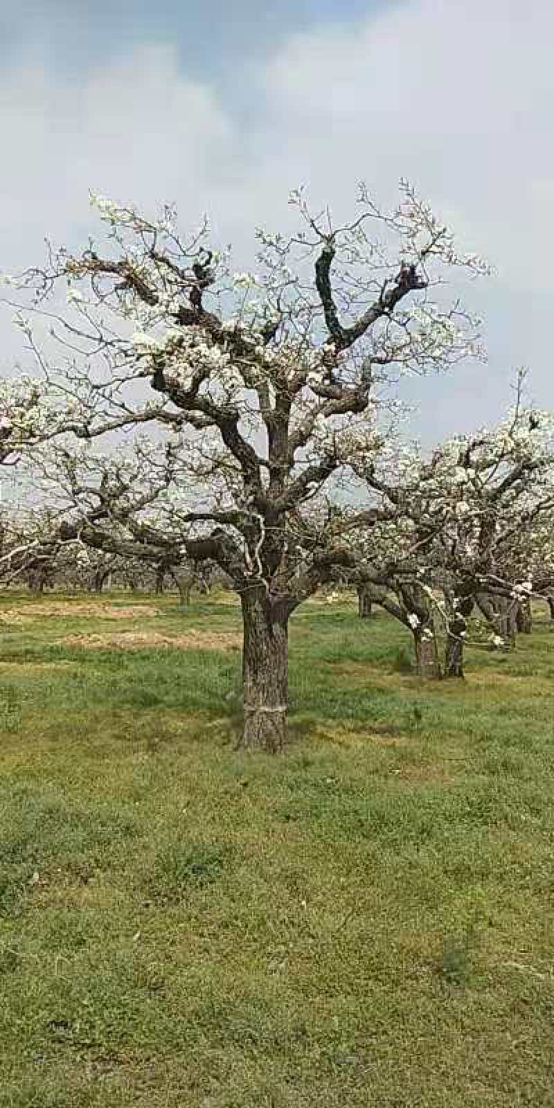 30-40公分梨树，大量处理，包运包栽包活