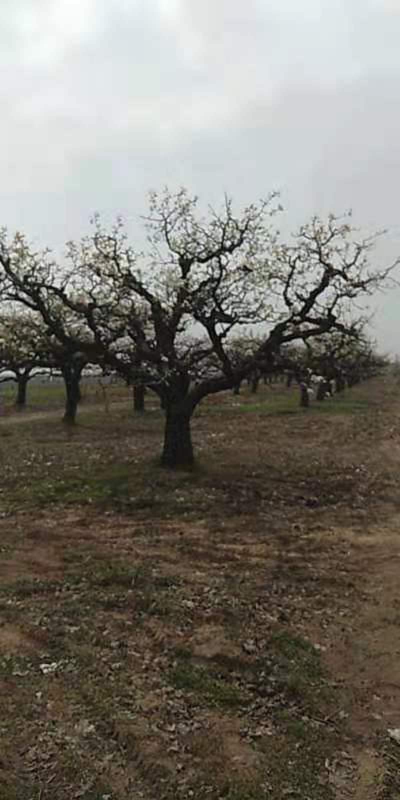 30-40公分梨树，大量处理，包运包栽包活