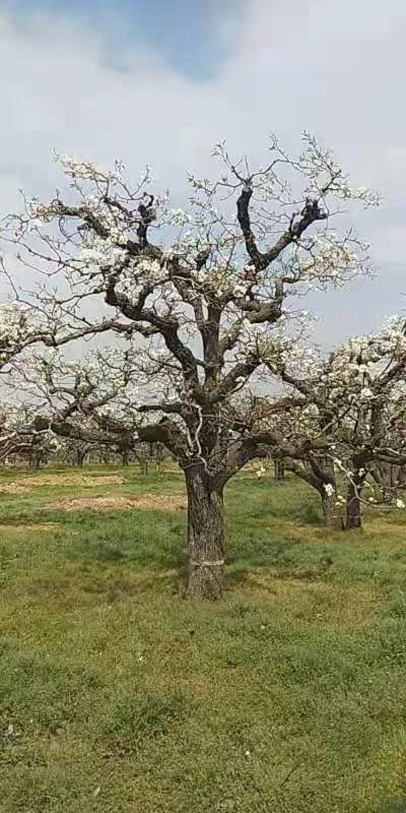 30-40公分梨树，大量处理，包运包栽包活