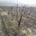 5-8公分梨树，大量处理，包栽包运包活。