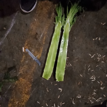 红皮窝笋窝苣贡菜尖叶红叶窝笋