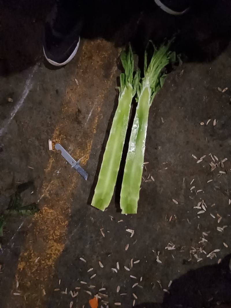 红皮窝笋窝苣贡菜尖叶红叶窝笋