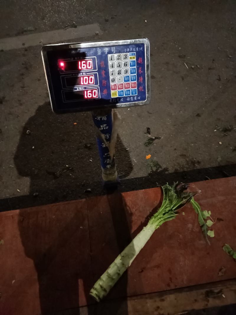 红皮窝笋窝苣贡菜尖叶红叶窝笋