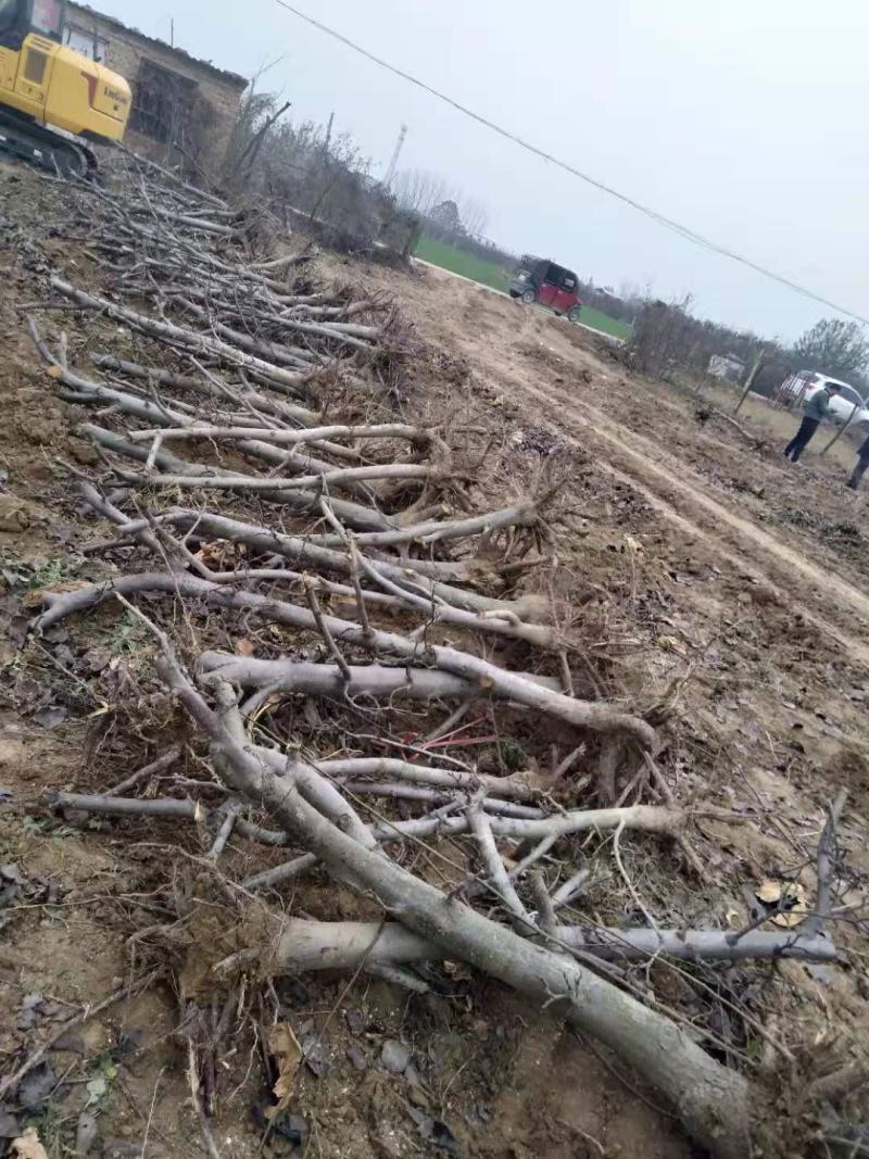 8-10公分梨树，大量处理，包栽包运包活