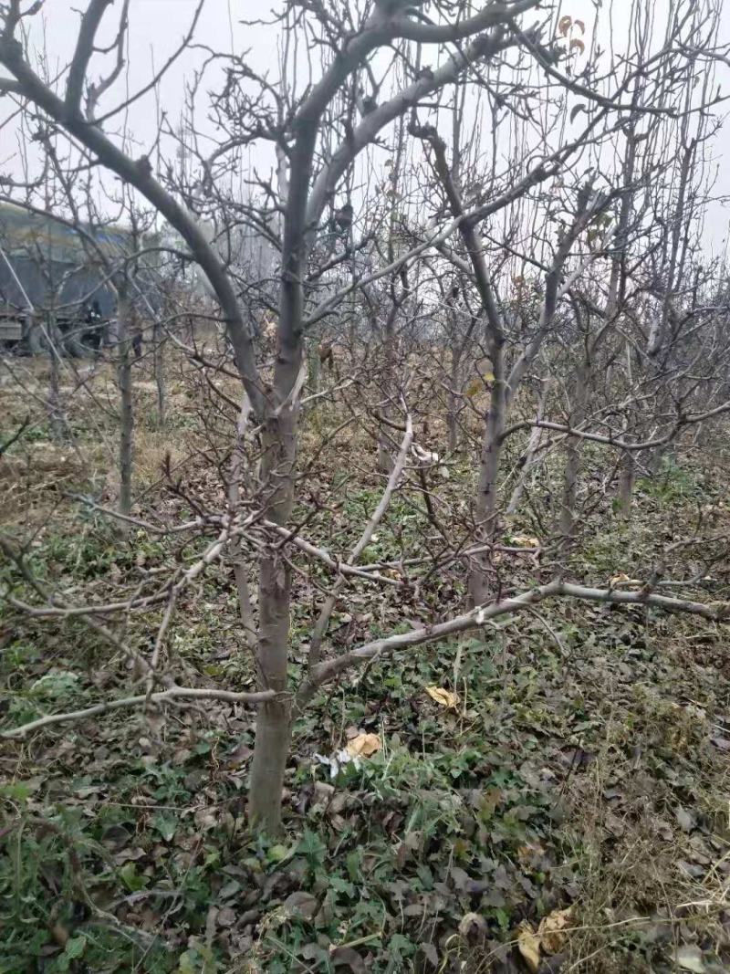 8-10公分梨树，大量处理，包栽包运包活