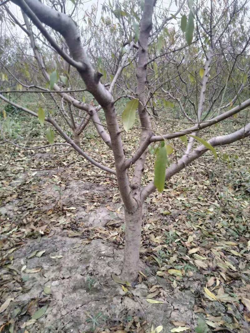 8-10公分梨树，大量处理，包栽包运包活