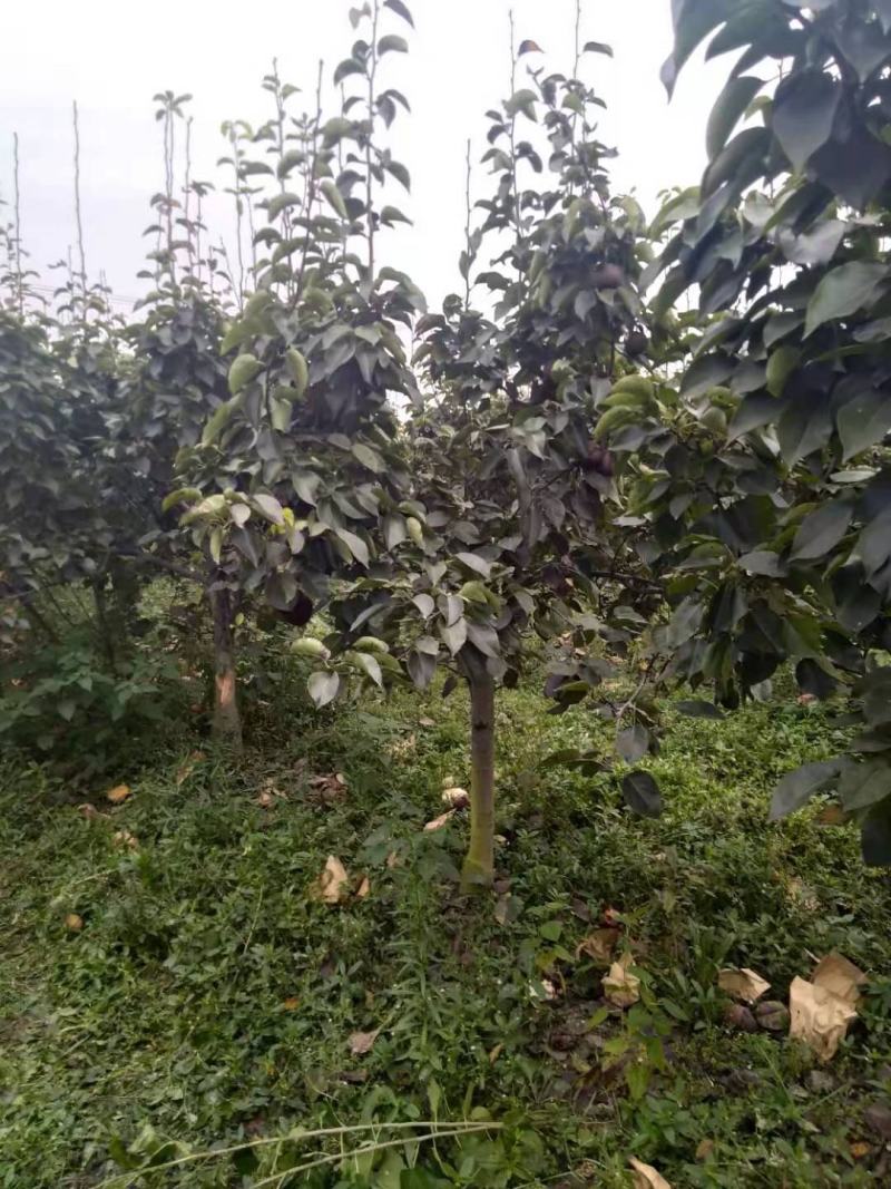 8-10公分梨树，大量处理，包栽包运包活