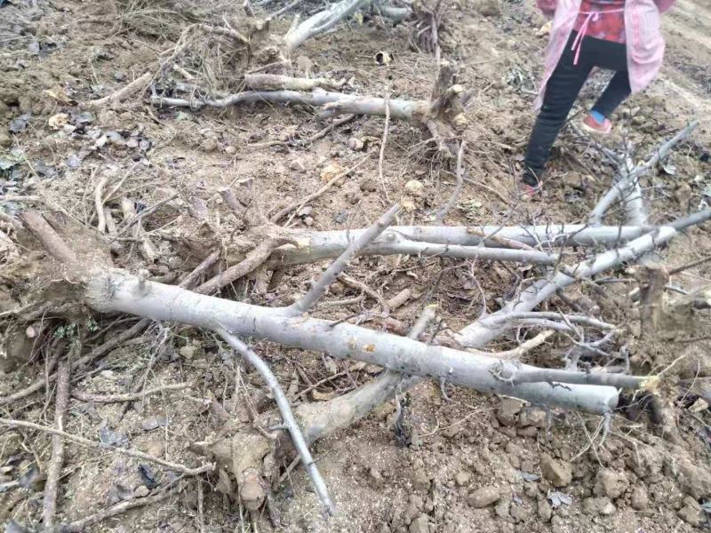 8-10公分梨树，大量处理，包栽包运包活