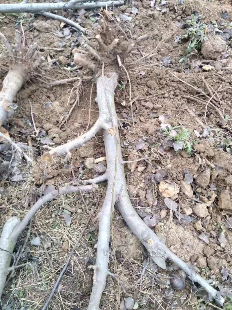 8-10公分梨树，大量处理，包栽包运包活