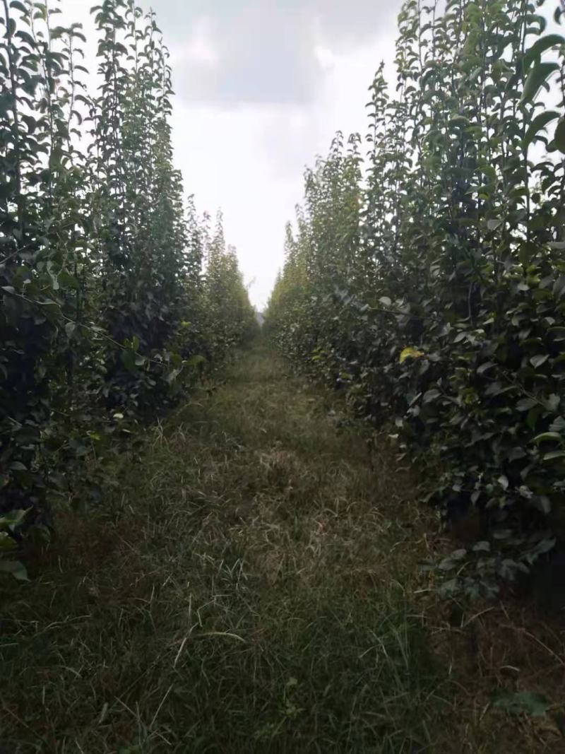 8-10公分梨树，大量处理，包栽包运包活