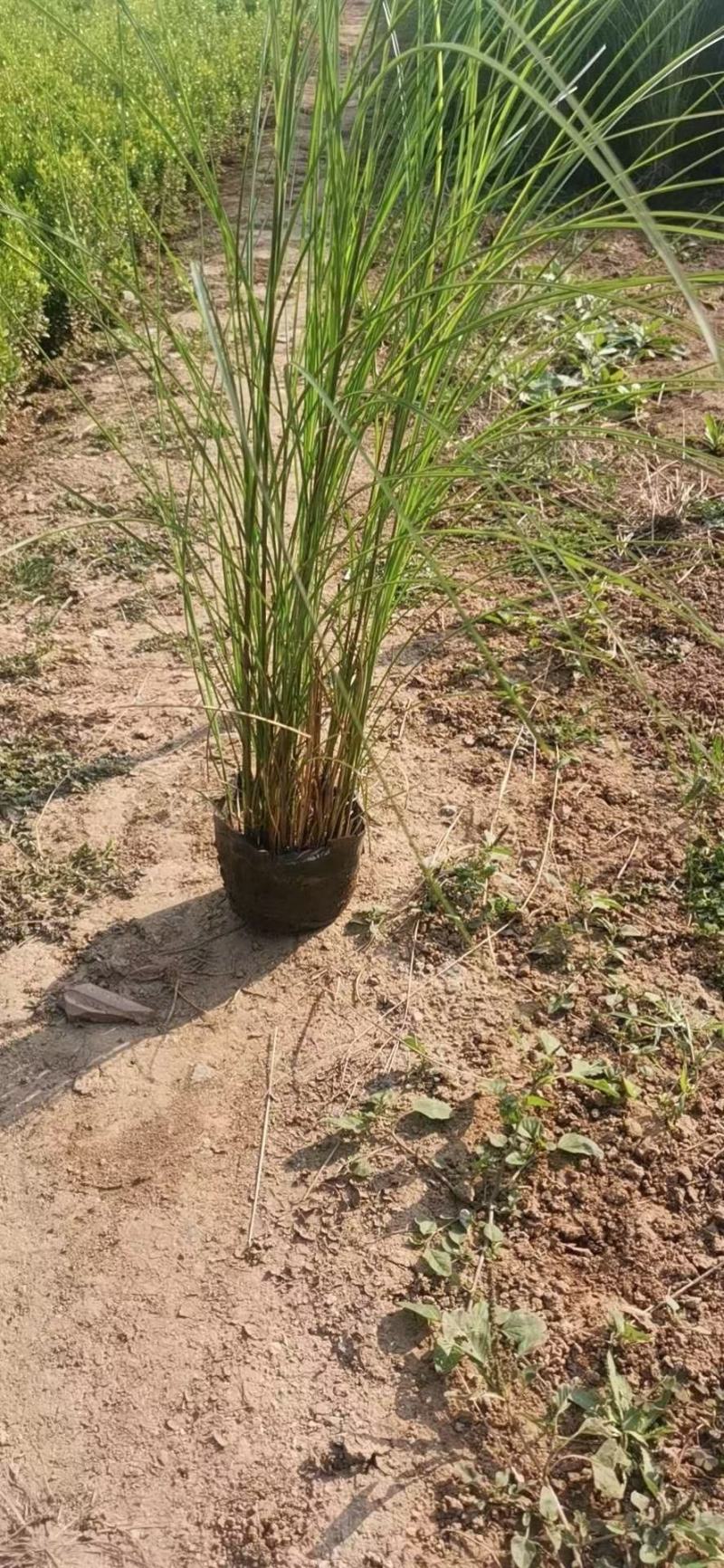 细叶芒，大小皮桶基地直供