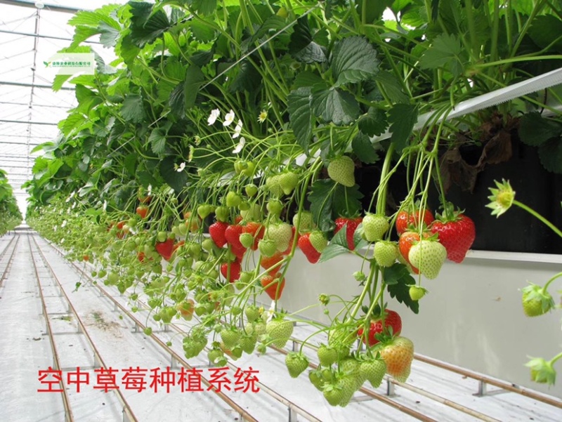 做现代农业设施一站式服务商