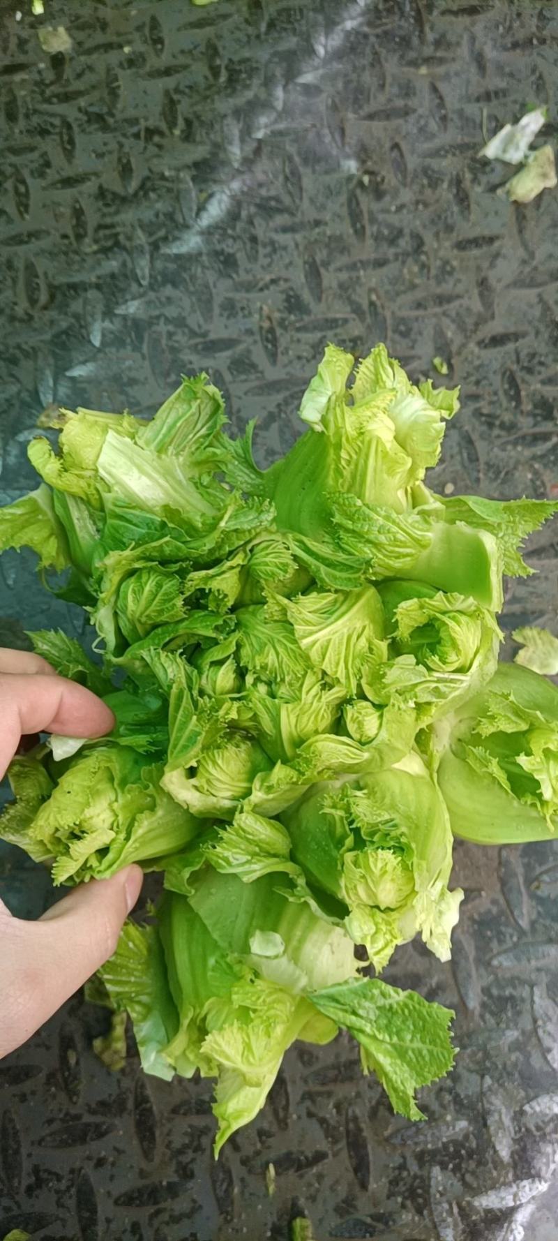 儿菜需要的老板联系我