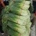 山东聊城冷库精品白帽蒜苔价格便宜量大从优一条龙服务