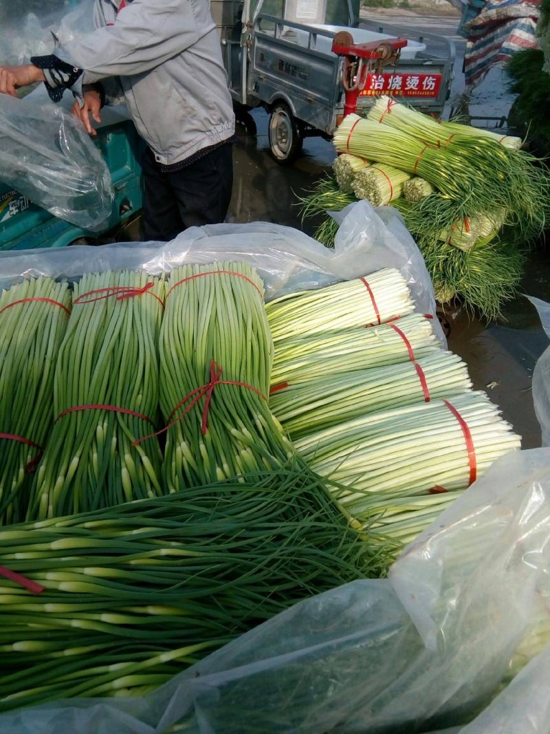 山东聊城冷库精品白帽蒜苔价格便宜量大从优一条龙服务