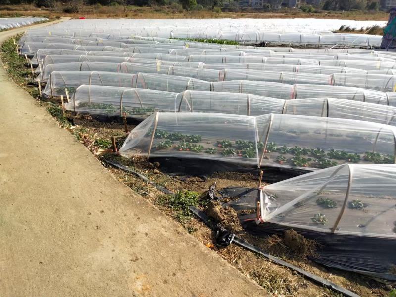 大棚膜塑料薄膜农膜:葡萄避雨膜砂糖橘专用防寒膜
