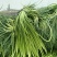 山东聊城·《红帽蒜薹》大量供应中·一手货源·价格便宜