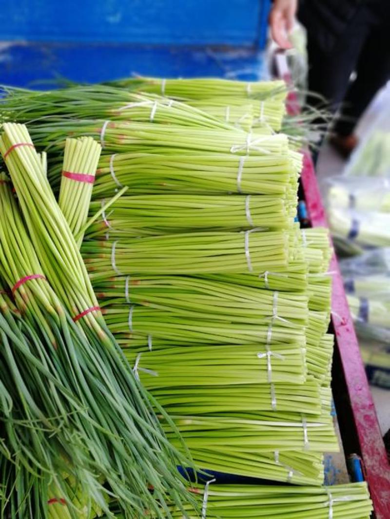 山东聊城·《红帽蒜薹》大量供应中·一手货源·价格便宜