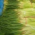 山东聊城·《红帽蒜薹》大量供应中·一手货源·价格便宜