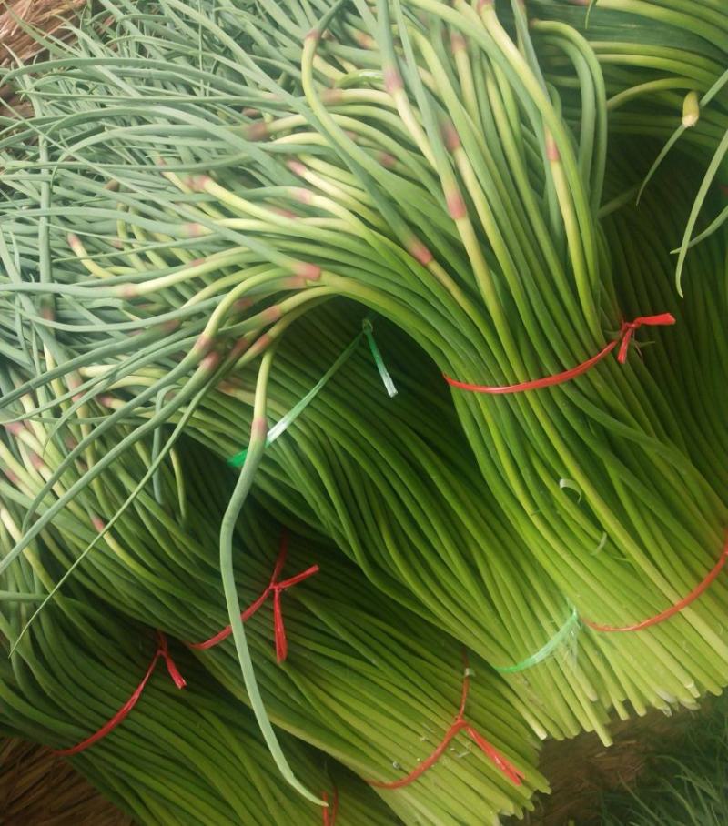 山东聊城·《红帽蒜薹》大量供应中·一手货源·价格便宜