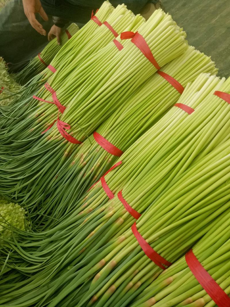 山东聊城·《红帽蒜薹》大量供应中·一手货源·价格便宜