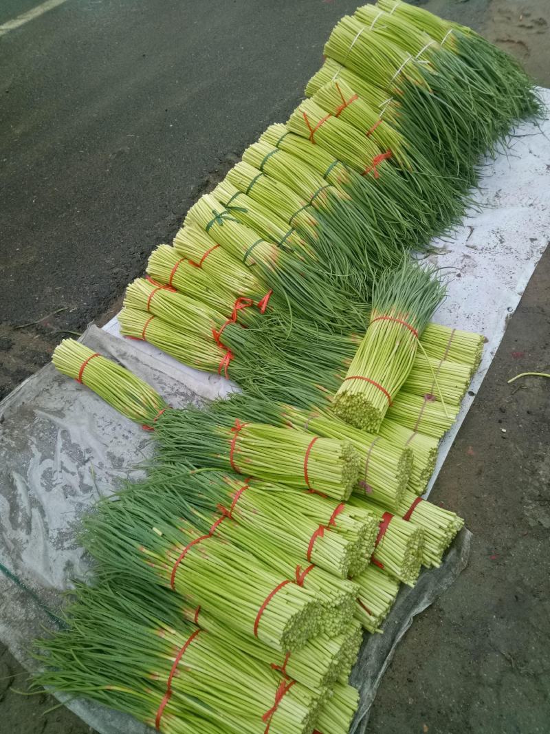 山东聊城·《红帽蒜薹》大量供应中·一手货源·价格便宜
