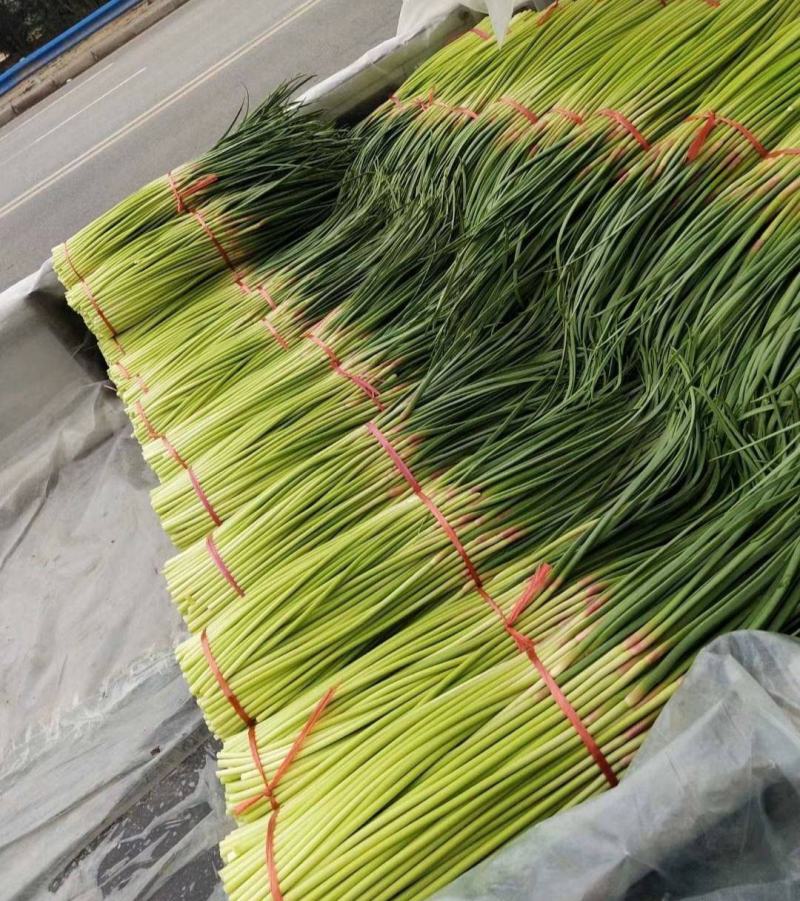山东聊城·《红帽蒜薹》大量供应中·一手货源·价格便宜
