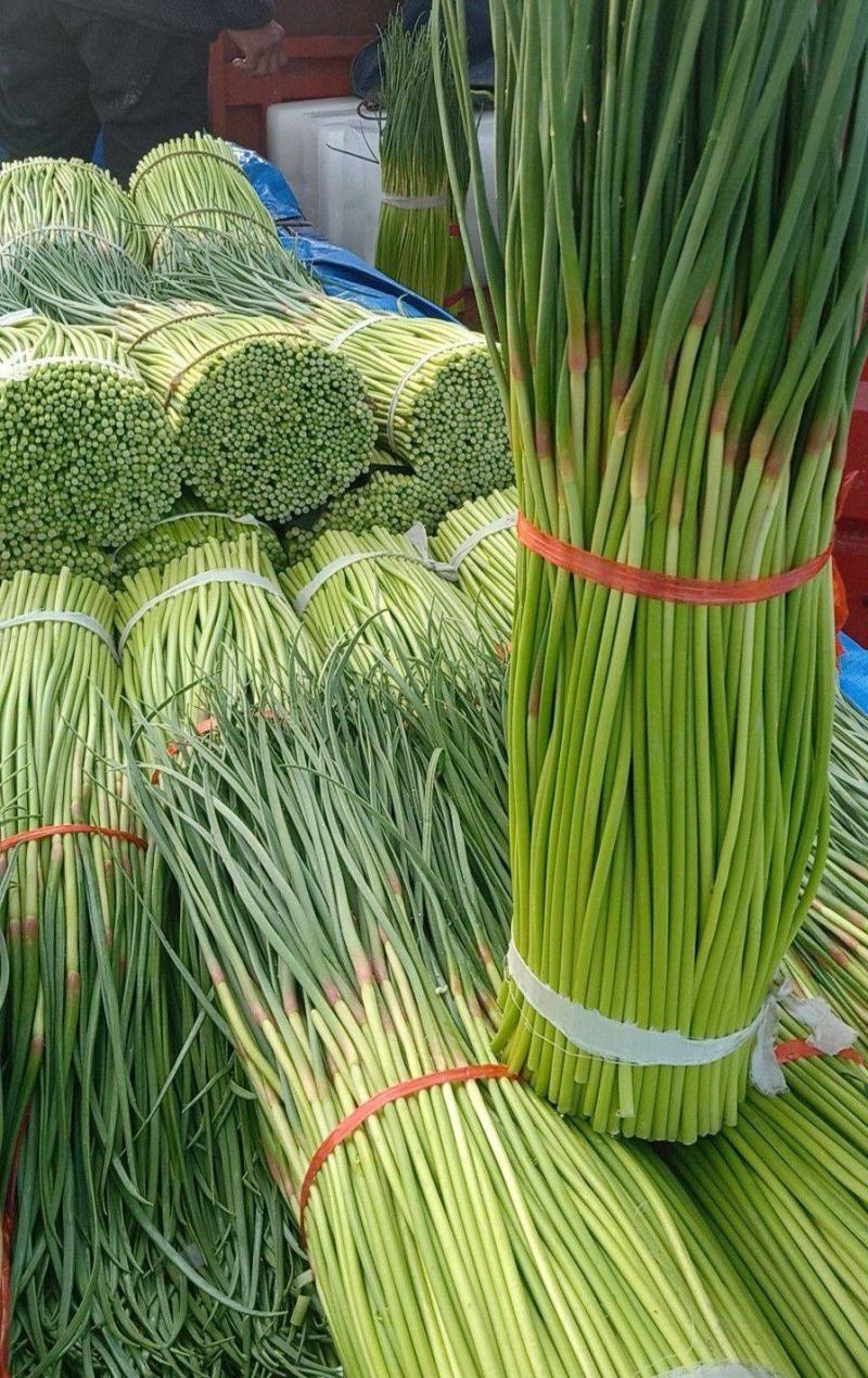 山东聊城·《红帽蒜薹》大量供应中·一手货源·价格便宜