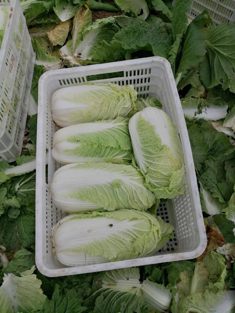 《精选》山东聊城大棚黄心白菜，大量出售，批发超市，市场批发