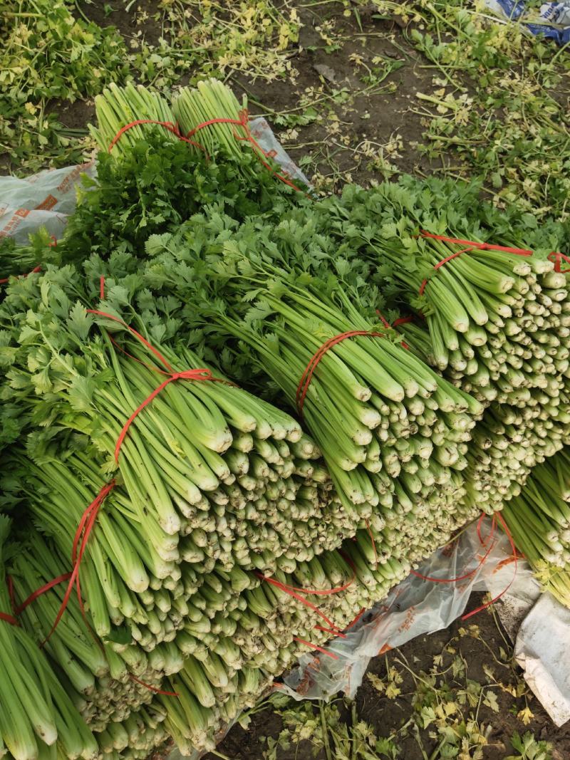 出售精品芹菜、产地直销，自家种植