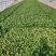 太和县蔬菜基地小油菜上海青代收代办常年供应