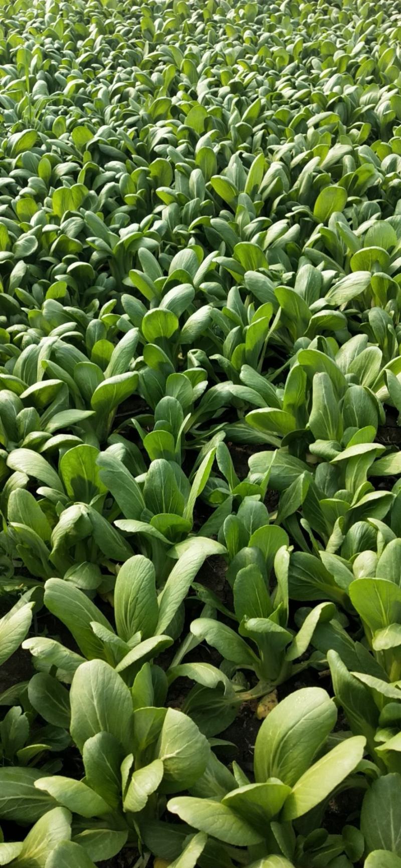 安徽太和县蔬菜基地小油菜上海青电商用菜专供