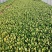 安徽太和县蔬菜基地小油菜上海青电商用菜专供