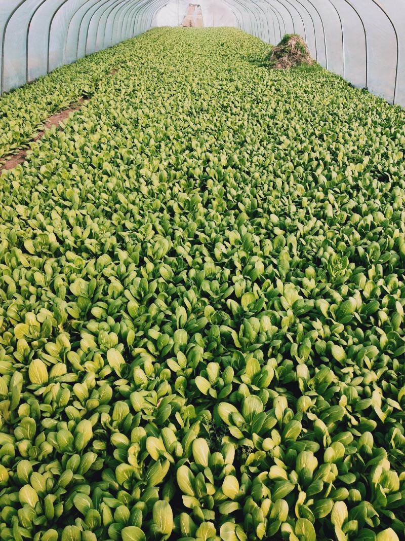 安徽太和县蔬菜基地小油菜上海青电商用菜专供