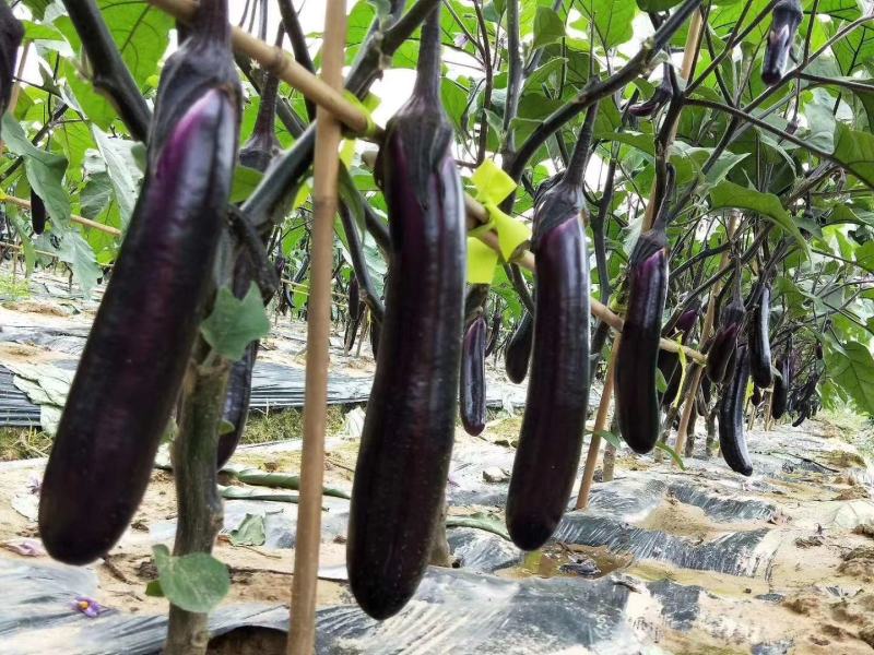 茄苗（紫红长茄35公分左右，中茄26-32）
