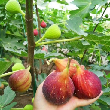 波姬红无花果苗金傲芬布兰瑞克基地直销良心苗好成活