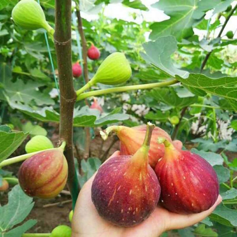 波姬红无花果苗金傲芬布兰瑞克基地直销良心苗好成活