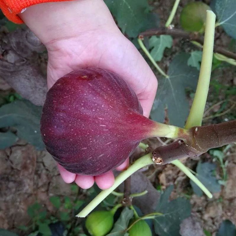 波姬红无花果苗金傲芬布兰瑞克基地直销良心苗好成活