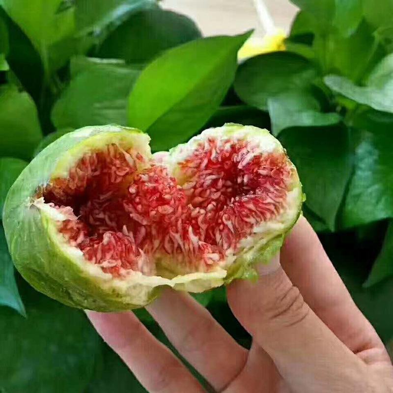 波姬红无花果苗金傲芬布兰瑞克基地直销良心苗好成活