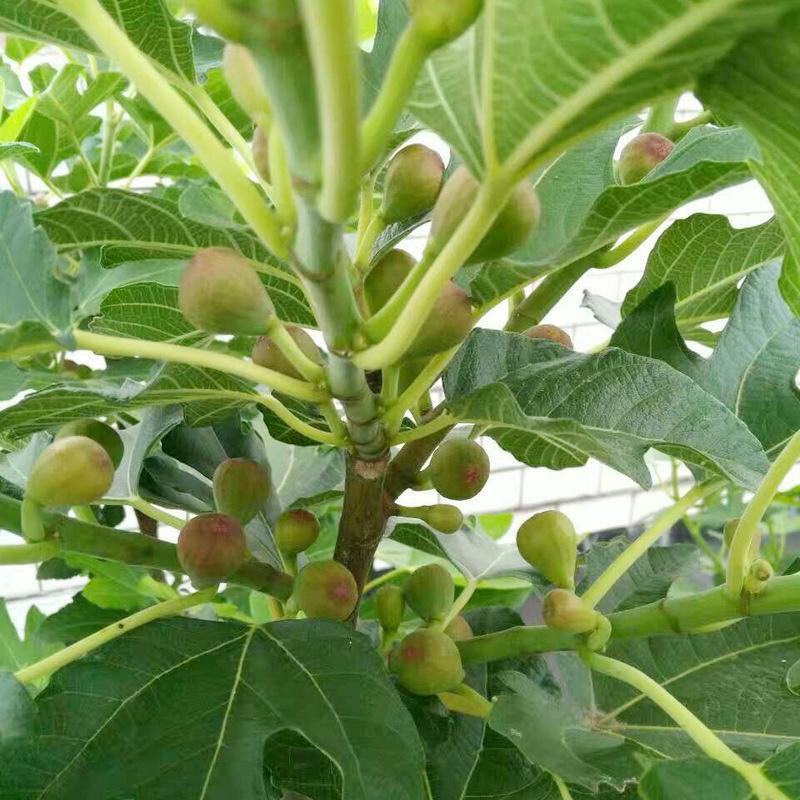 波姬红无花果苗金傲芬布兰瑞克基地直销良心苗好成活